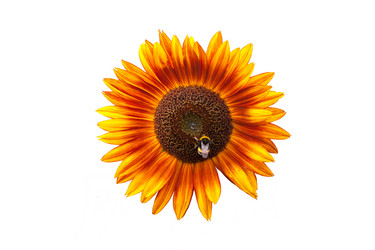 Similar image 2548376