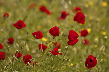 Similar image 2562132