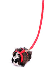 Similar image 2564860