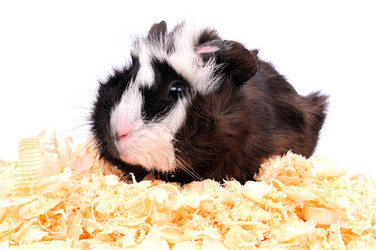 Similar image 2564862