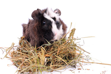 Similar image 2564869