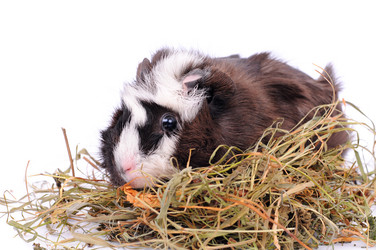 Similar image 2564870