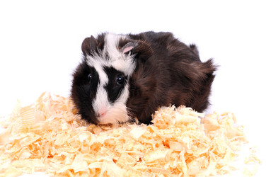 Similar image 2564873