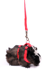 Similar image 2564875