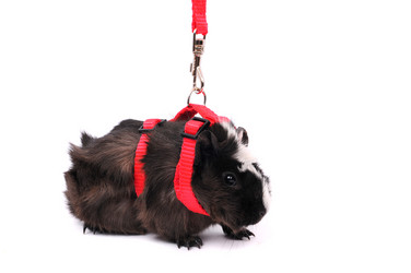 Similar image 2564893