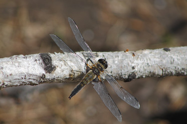 Similar image 2577716