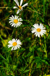 Similar image 2579480