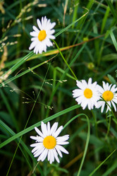 Similar image 2579491