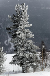 Similar image 2582295