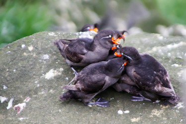 Similar image 2582454