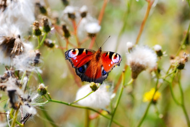 Similar image 2608416