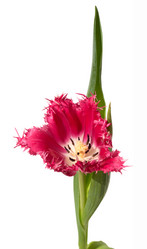 Similar image 2621119