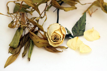 Similar image 2621982