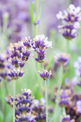 Similar image 2623961