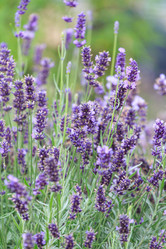 Similar image 2624537