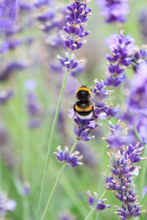 Similar image 2624895