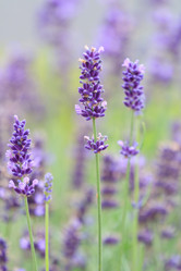 Similar image 2645436