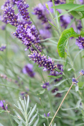 Similar image 2645461