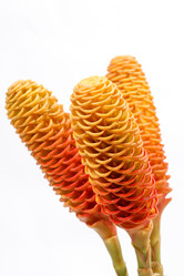 Similar image 2645788