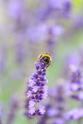 Similar image 2646103