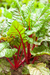 Similar image 2646673