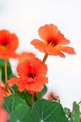 Similar image 2650683