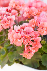 Similar image 2650900