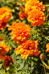 Similar image 2650944