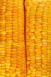 Similar image 2651278