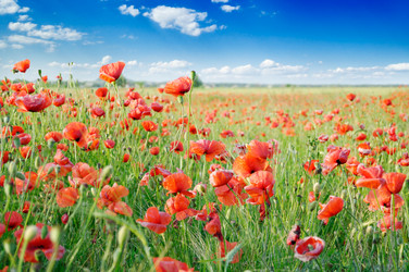 Similar image 2662692