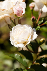 Similar image 2662821