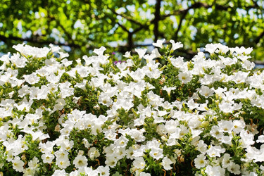 Similar image 2662976