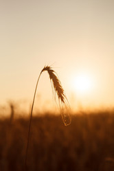 Similar image 2662996