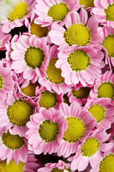 Similar image 2663352