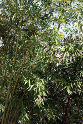 Similar image 2676384