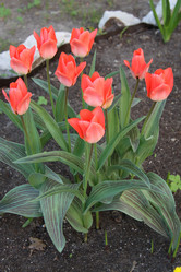 Similar image 2677472