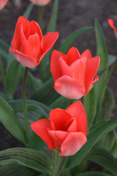 Similar image 2677474