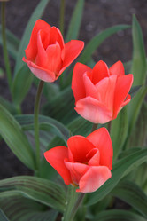 Similar image 2677476