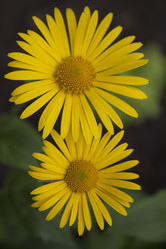 Similar image 2677547