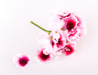 Similar image 2680776