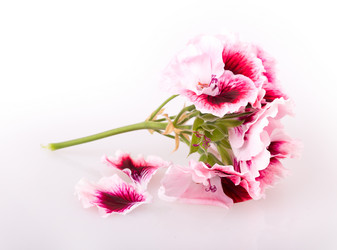 Similar image 2680802