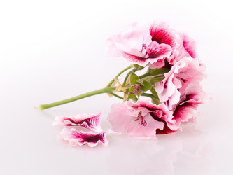 Similar image 2680804