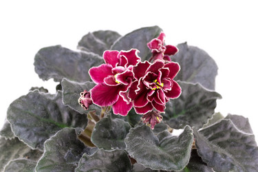 Similar image 2681474