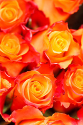 Similar image 2681689