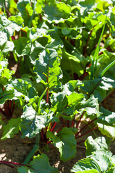 Similar image 2681838