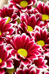 Similar image 2682431