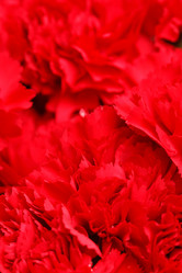 Similar image 2682598