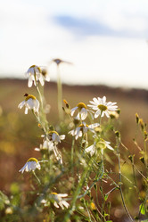 Similar image 2695346