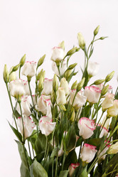 Similar image 2697905