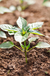 Similar image 2698153